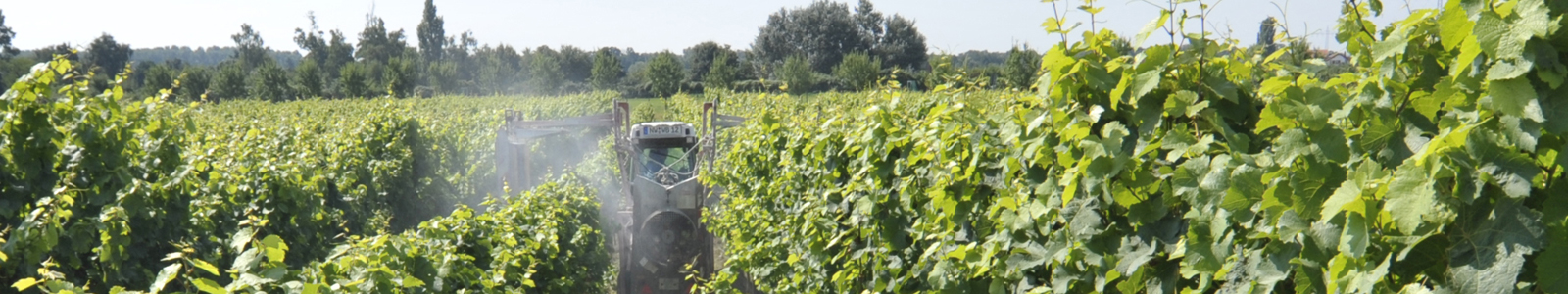 Traktor spritzt Weinstöcke ©Feuerbach